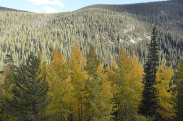 fall aspens
