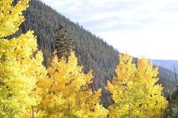 fall aspens