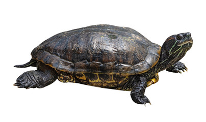 Turtle isolated on white background. Reptile species or tortoise. ( Clipping path )