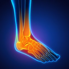 Fototapeta na wymiar Human Foot Anatomy Illustration