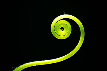 spring young sprouts / beautiful nature background, young spring leaves, green shoots