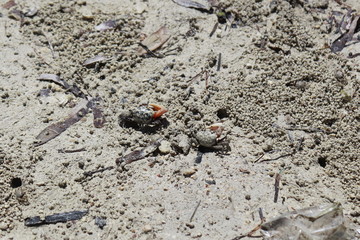 Colored crabs, Saline lake, Ras Mohamed Nature Reserve, Qesm Sharm Ash Sheikh, Egypt