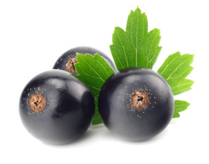 black currant with green leaf isolated on white background. macro