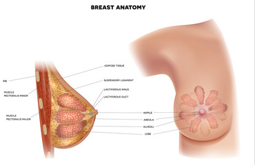 Female Breast anatomy structure detailed colorful realistic illustration on a white background