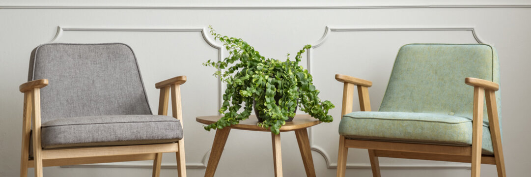 Two grey and mint armchairs standing in light grey sitting room interior with molding on the wall and small wooden table with fresh potted plant