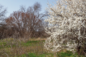 The blossom cherry tree with bare trees without leaves on the background