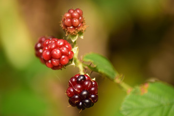 Blackberries in the wild