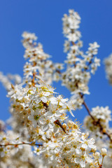The cherry tree branch with flowers and blue sky on the background