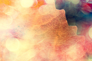autumn leaves rays of sun background / sunny autumn day background, beautiful autumn leaves in...