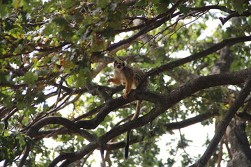 singe