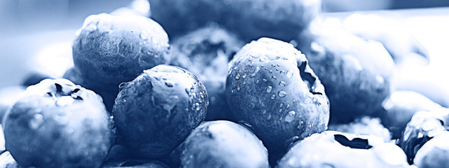 background berries blueberries  panorama