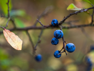 Blackthorn or sloe (Prunus spinosa) berries on a branch close-up. Ripe blue blackthorn berries on a...