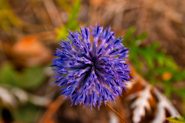 Echinops sphaerocephalus - Glandular Globe-thistle