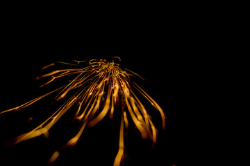 the fiery flower on a black background