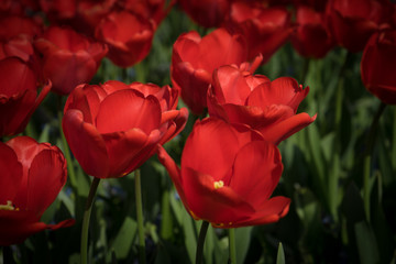 Netherlands,Lisse, a close up of a red flower