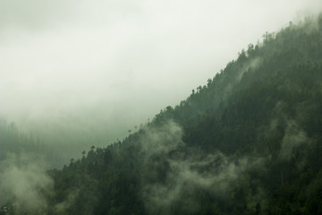 mountain forest in the fog