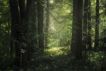 sunlight illuminates foliage in a forest