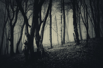 scary trees in dark forest, fantasy landscape