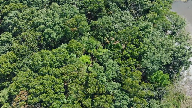 Beautiful aerial view of sring forest and river, eye bird view on summer nature, green pine forest