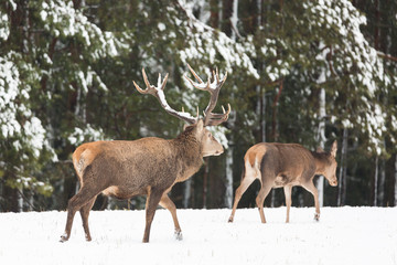 Naklejka na ściany i meble Adult noble deer with big beautiful horns with snow near winter forest. European wildlife landscape with snow and deer with big antlers.