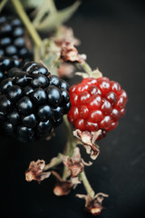 blackberry on a branch matures