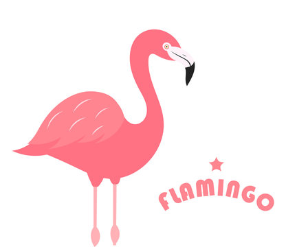 Flamingo bird on white background