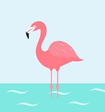 Flamingo bird wading