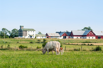 Ko med kalv på bete på Gotland Sverige med ladugårdar bondgård i bakgrunden