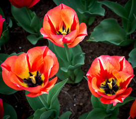 Netherlands,Lisse, a red flower on a plant