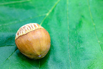 eine Haselnuss liegt auf einem grünen Blatt