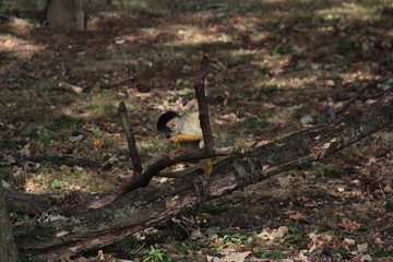 singe