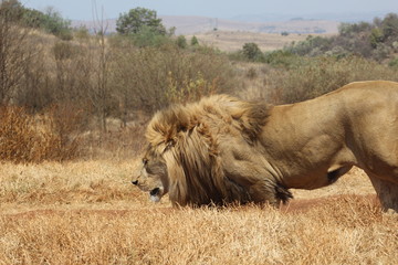 Lion