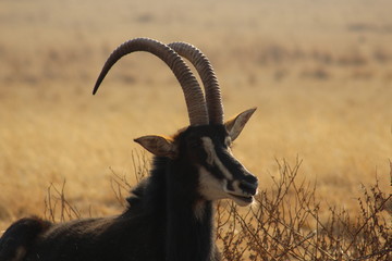 Sable 