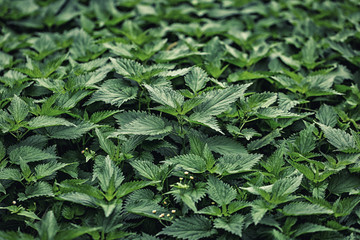 Nettle. Medicinal plant.