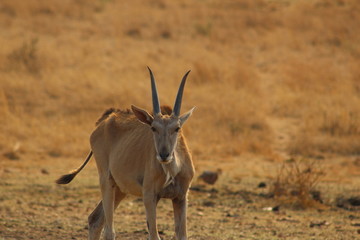 Eland