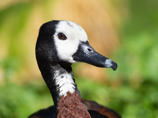 Portrait of a White-faced Whistling Duck