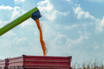 Combine harvester unloader pouring corn grains into tractor carg