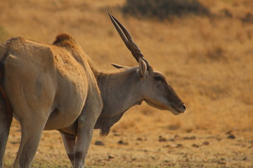 Eland