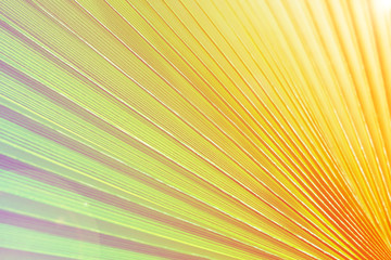 Cropped macro shot of green sugar palm tree leaf strip in sun light. Stripped European fan palm leaves texture in sunshine, exotic plant. Close up, copy space for text, floral background.