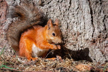 squirrel on the tree