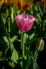 Netherlands,Lisse, a vase of flowers on a plant