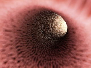 3d rendered medically accurate illustration of intestinal villi