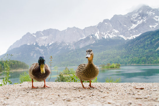 Entenpaar am Eibsee