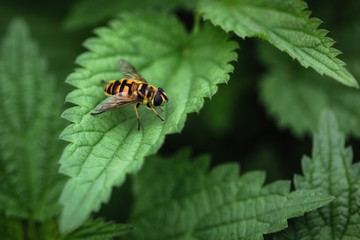 Nettle. Medicinal plant.
