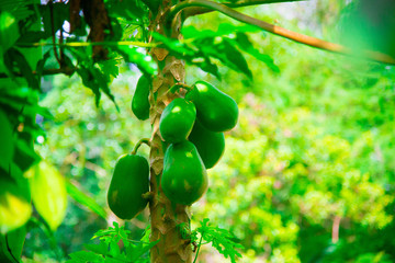 Kopi Luwak is the most expensive coffee in the world, also called as Cat Poop Coffee. It has been produced from the coffee beans which has been digested by a certain Indonesian civet cat.