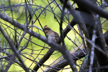 Obraz premium 深山のミヤマホオジロ