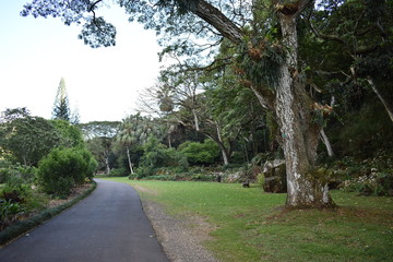 Dense Forest of Tropical islands in Hawaii USA