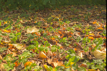 orange autumn leaves on the ground in the autumn forest or park