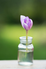violet flower in a glass vessel against a background of blurred greens