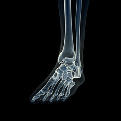 3d rendered medically accurate illustration of the skeletal foot